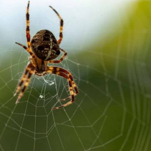 داستان زندگی عنکبوت | فکت قرانی