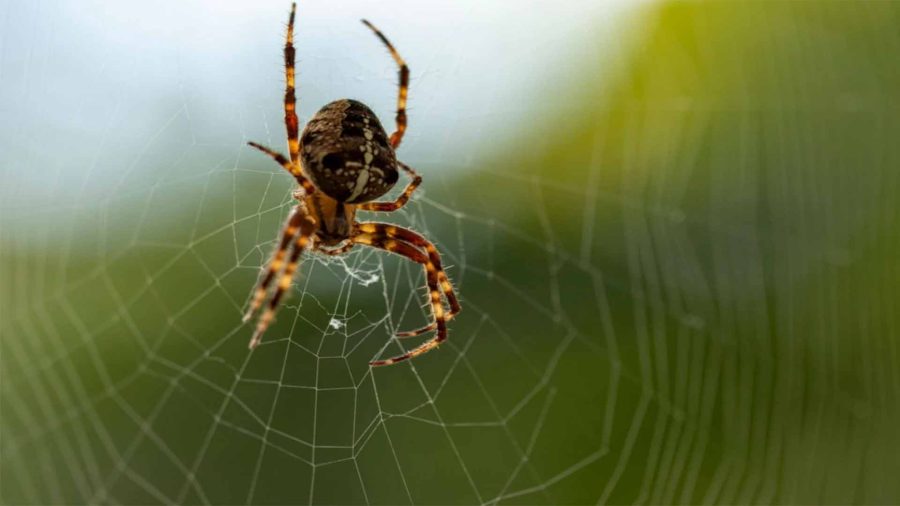 داستان زندگی عنکبوت | فکت قرانی